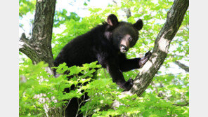 등산객 음식 얻어먹던 새끼 반달곰, 다시 우리로