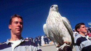 “웨스트 포인트서 부상한 美 공군 상징 매, 회복 중”