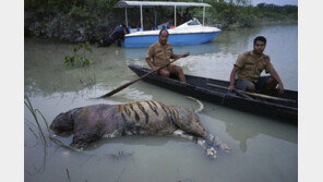 인도, 사람 죽인 호랑이를 트랙터로 깔아뭉개 처치