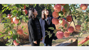 국내 최초 부사사과 재배지 영동… “올해도 잘 익었네 ”