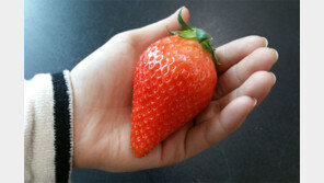 일반 딸기 2배 크기 ‘킹스베리’ 농가 공급