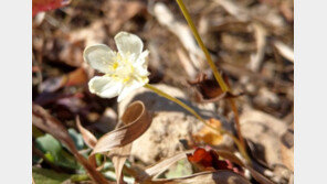 주왕산국립공원서 미기록종 ‘물매화’ 발견