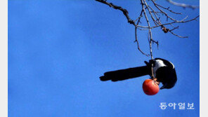 [청계천 옆 사진관] 감 1개 정도는, 까치를 위해 남겨두세요