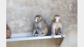 영장류센터 준공식 첫날 붉은털 원숭이 ‘탈출’…수색중지