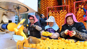 생감 깎기 한창