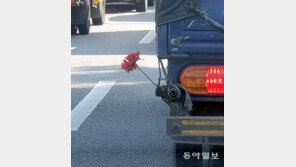 [고양이 눈]달리는 꽃