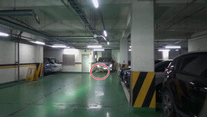 서울 둔촌동 주택가에 멧돼지떼 출몰…사살 2·포획 1마리