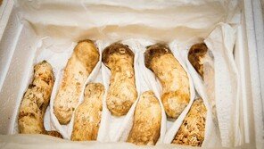 靑 “북한산 송이버섯, 방사성 유해검사 결과 실시…이상無”