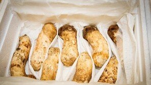 靑 “北 선물한 송이버섯, 방사능 수치 이상 없어”