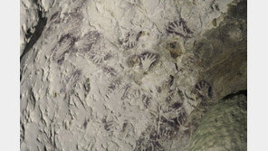 인도네시아 동굴서 4만년전 손바닥 벽화 발굴