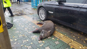 인천 도심 한복판서 150㎏야생 멧돼지 출몰…2시간 소동