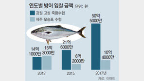 따뜻해진 바다… 이젠 제주 아닌 강원도 방어