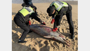 해양동물 수난…강릉서 긁힌 자국 죽은 돌고래 발견돼