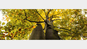 [책의 향기]동맹, 기생, 독살… 숲은 소리없는 전쟁터