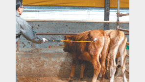 겨울이 다가오는데… 가축방역기술 ‘소걸음’