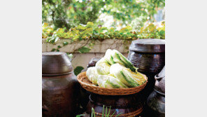 김장철 맞아 영덕 신선 절임배추 인기