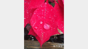 [고양이 눈]천연 크리스마스