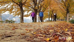 대구 금호강변 낙엽 산책로