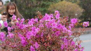 겨울 문턱서 꽃망울 터뜨린 철쭉