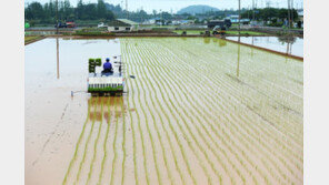쌀 생산, 역대 5번째 낮은 387만t…쌀값 더 오르나