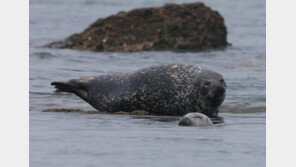 [청계천 옆 사진관] 백령도 점박이물범이 물개가 된 사연 