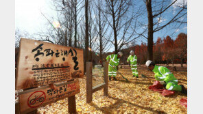 송파 은행잎 20톤 남이섬으로 이동…‘은행나무길’ 조성