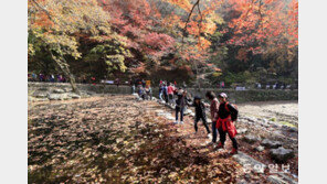 백양사 단풍에 푹 빠진 관광객들