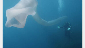 뉴질랜드 앞바다에 몸길이 8m ‘괴생명체’ 출현…불우렁쉥이 추정?