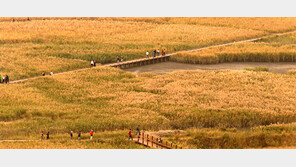 세계가 인정한 순천만, 시민들이 만들었다