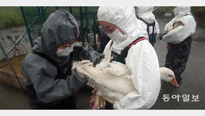 철새 도래지 김포에는 AI 감시하는 오리가 산다