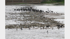 금강 보 열었더니 녹조 줄고 물새 돌아왔다…유속 222% 증가