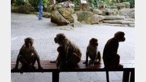 원숭이 습격사건…엄마 젖 먹던 아기 납치 살해