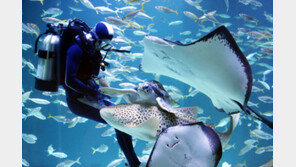 “빨리 할수록 이득”…얼라이브 아쿠아리움, 얼리버드 진행