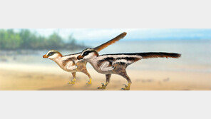 참새만한 공룡 ‘랩터’ 발자국 한국서 발견