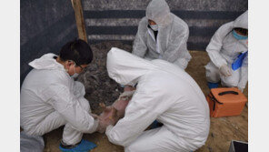 중국 백두산 인근서 돼지열병 발생…“한반도 전파 위험”