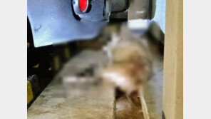 부산 아파트 지하주차장 멧돼지 3마리 출몰…1마리 사살