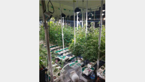 오피스텔서 대마 300그루 키우고 판매한 30대 징역 4년6개월