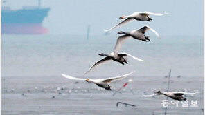 돌아온 겨울철새 고니