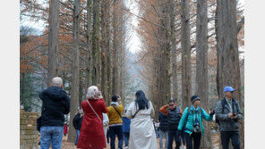 남이섬 정취 즐기는 관광객들