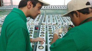 온실에서 냉기가…사막의 땅 중동에 지어진 ‘시원한’ 스마트팜