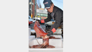 130cm 대형 한치 포항서 잡혀…죽도시장서 판매