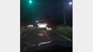 백구 두마리 차에 매달고 달린 50대 검찰 송치