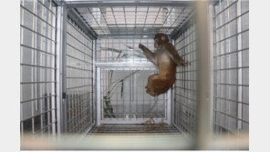 정읍서 탈출 원숭이 2주만에 구조…“건강한 상태”