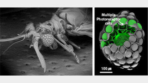 KAIST, 곤충 눈 모방해 초박형 디지털카메라 개발