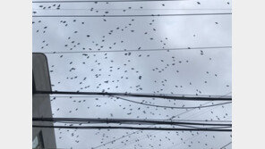 수원지역 떼까마귀 300여마리 출몰…시 비상대책 수립