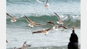 부산 송정 해수욕장 스피커로 ‘19禁’ 소리 10분간 송출…대낮에 누가?