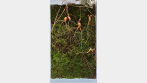  130년 천종산삼 4뿌리 화순서 발견…감정가 3억5000만원