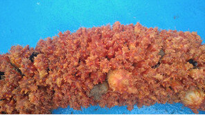 멍게 장 속 미생물서 미백·주름개선 효능 발견…수과원 특허 출허