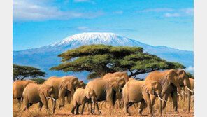 개그맨 엄용수-김학래와 아프리카 일주