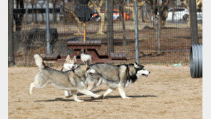 서울시, 내년부터 반려동물에 ‘내장형 마이크로칩 시술’ 지원